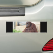 Orang-Utan Porträt Autoaufkleber (Auf Auto)