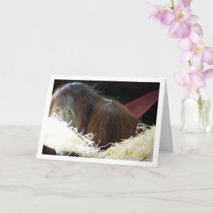 Orang-Utan-Porträt Karte