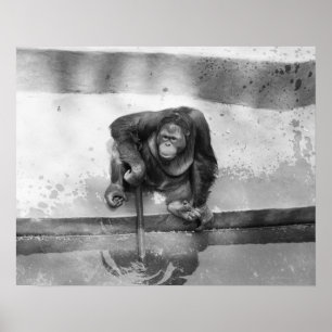 Orang-Utan Poster