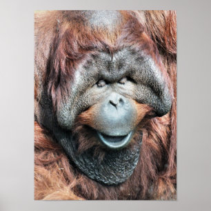 ORANG-UTAN POSTER