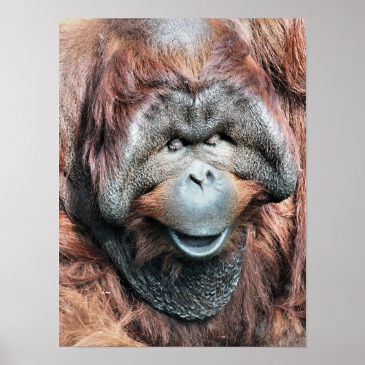 ORANG-UTAN POSTER (Vorne)
