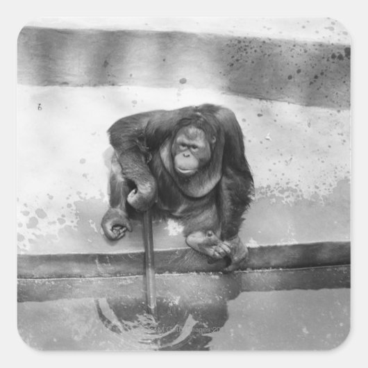 Orang-Utan Quadratischer Aufkleber (Vorderseite)