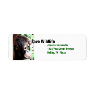 Orang-Utan retten wild lebende Tiere