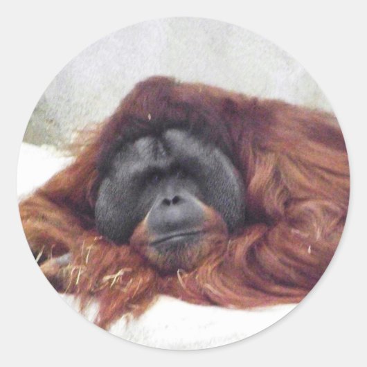 Orang-Utan Runder Aufkleber (Vorderseite)