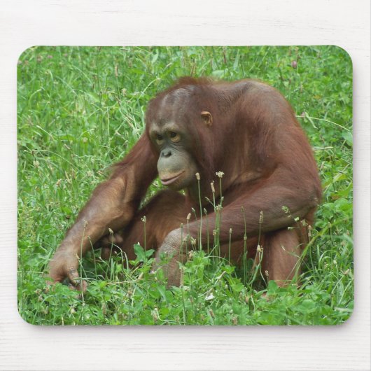 Orang-Utan sitzendes Porträt Mousepad (Vorne)
