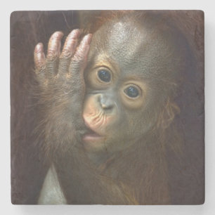 Orang-Utan Steinuntersetzer