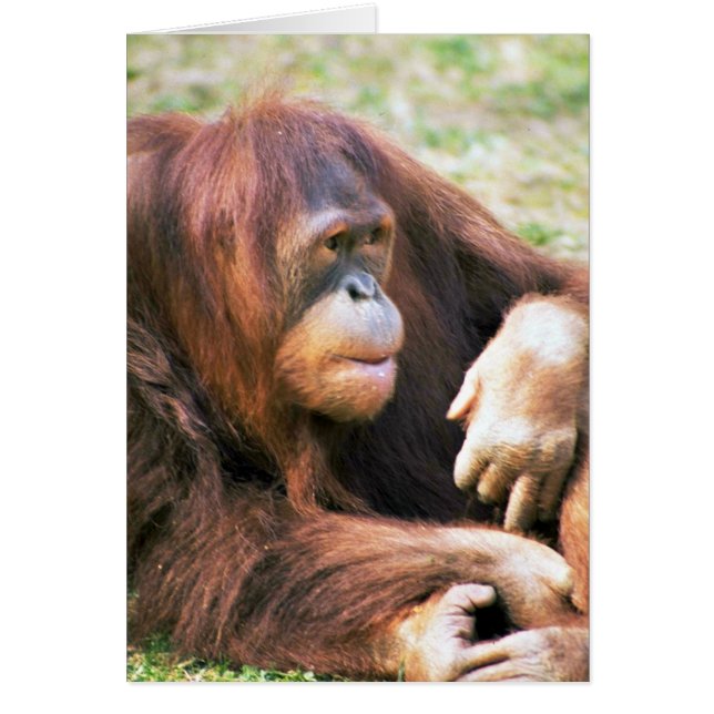 Orang-Utan Stützen (Vorne)