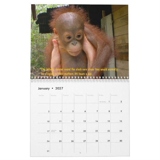 Orang-Utan Waisen Kalender (Jan 2027)