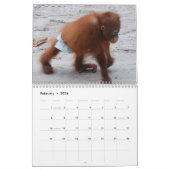 Orang-Utan Waisen Kalender (Feb 2026)