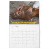 Orang-Utan Waisen Kalender (Mär 2026)