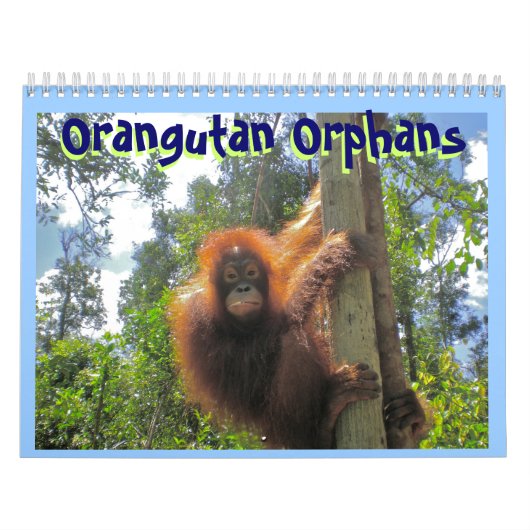 Orang-Utan Waisen Kalender (Titelbild)