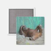 Orang-Utang-Baby Magnet (Vorderseite/Rückseite)