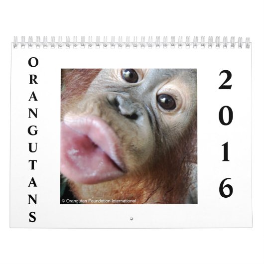 Orang-Utans im Regenwald Kalender (Titelbild)