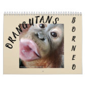 Orang-Utans im Regenwald Kalender (Titelbild)