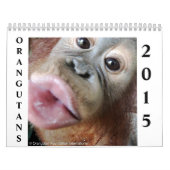 Orang-Utans Kalender (Titelbild)