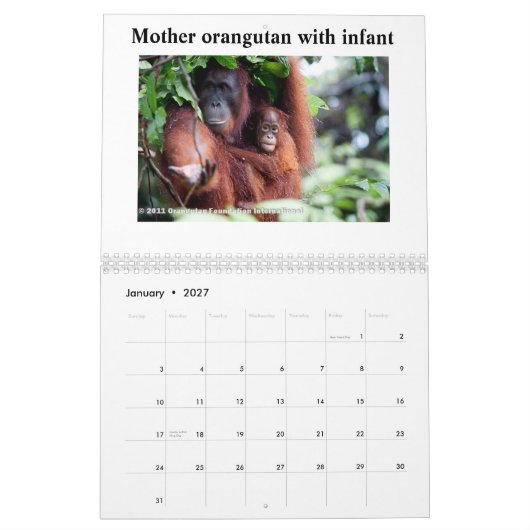 Orang-Utans Kalender (Jan 2027)