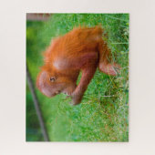 Orang-Utans. Puzzle (Vertikal)