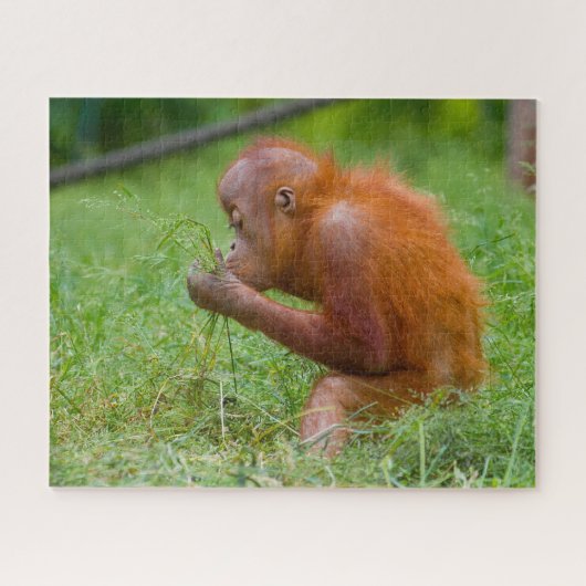 Orang-Utans. Puzzle (Horizontal)