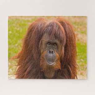 Orang-Utans. Puzzle