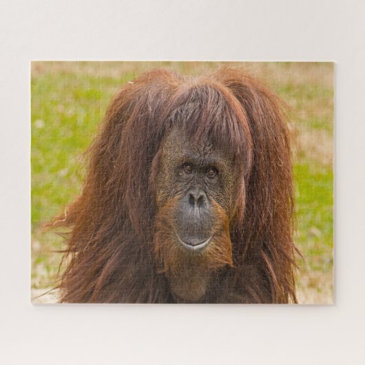 Orang-Utans. Puzzle (Horizontal)