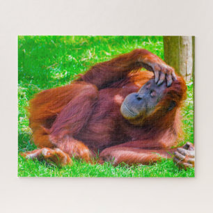 Orang-Utans. Puzzle
