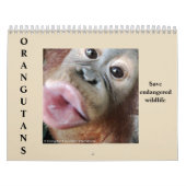 Orang-Utans Regenwald-wild lebende Tiere Kalender (Titelbild)