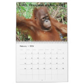 Orang-Utans retteten Waisen Kalender (Feb 2026)
