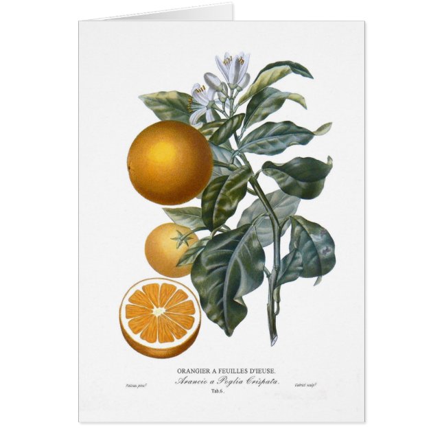 Orange (Vorne)