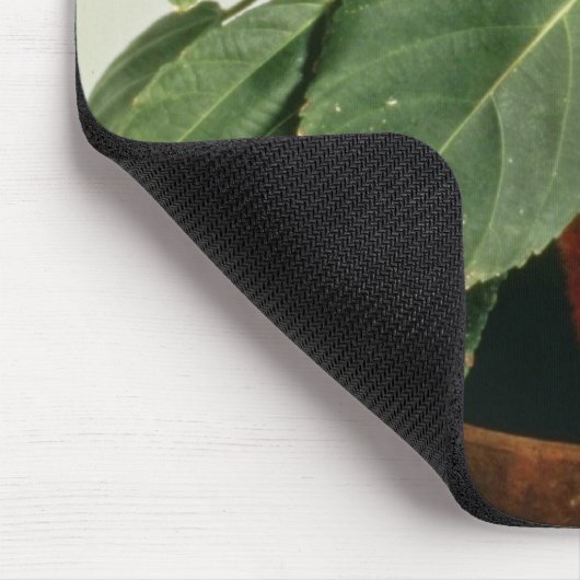 Orange Acalypha Hispida Chenille-Pflanzen-Blumen Mousepad (Ecke)