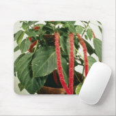 Orange Acalypha Hispida Chenille-Pflanzen-Blumen Mousepad (Mit Mouse)