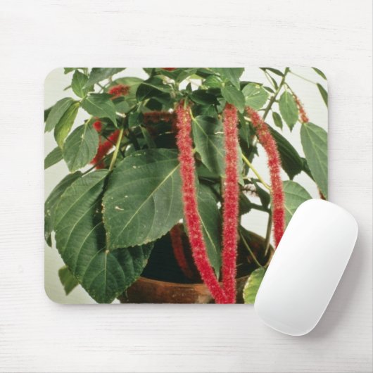 Orange Acalypha Hispida Chenille-Pflanzen-Blumen Mousepad (Mit Mouse)
