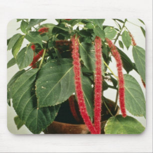 Orange Acalypha Hispida Chenille-Pflanzen-Blumen Mousepad