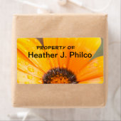 Orange African Daisy Nah-Up Fotograf (Insitu)