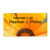 Orange African Daisy Nah-Up Fotograf (Vorne)