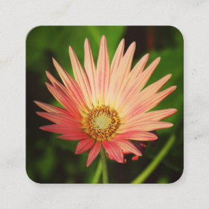 Orange African Daisy Quadratische Visitenkarte