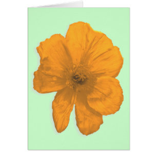 Orange Aid/PopArt-Blume