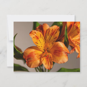 Orange Alstroemeria Lily Postkarte