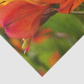 Orange Alstroemeria (Peruanische Lilie) Tissue Seidenpapier (Detail)