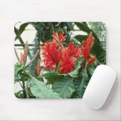 Orange Aphelandra Tetragona (Zebra-Pflanze) Blumen Mousepad (Mit Mouse)
