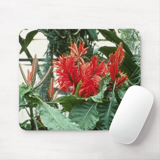 Orange Aphelandra Tetragona (Zebra-Pflanze) Blumen Mousepad (Mit Mouse)