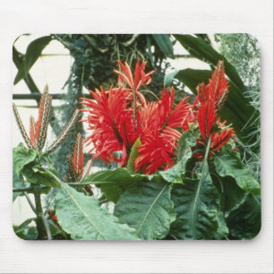 Orange Aphelandra Tetragona (Zebra-Pflanze) Blumen Mousepad