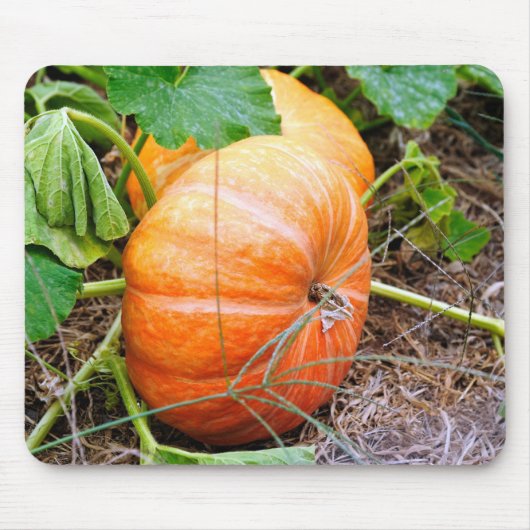 Orange Aschenputtel-Kürbis Mousepad (Vorne)
