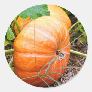 Orange Aschenputtel-Kürbis Runder Aufkleber