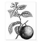 Orange auf Branntwein mit Blüten Gummistempel (Prägung)