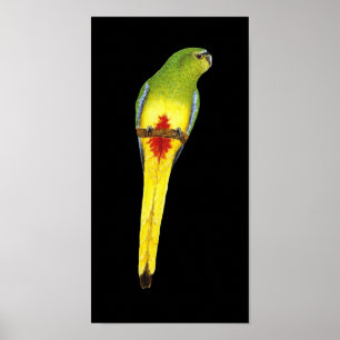 Orange-aufgeblähter Papagei - Neophema Poster