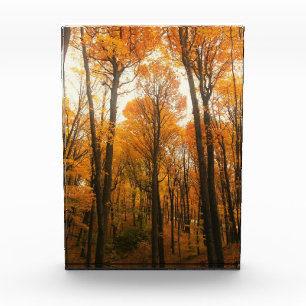 Orange Autumn Forest Fotoblock