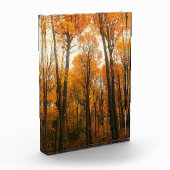 Orange Autumn Forest Fotoblock (Links)