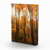 Orange Autumn Forest Fotoblock (Rechts)