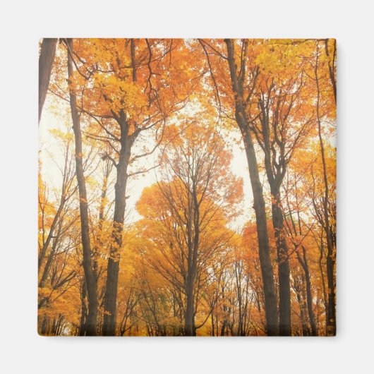 Orange Autumn Forest Magnet (Vorne)