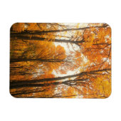 Orange Autumn Forest Magnet (Horizontal)